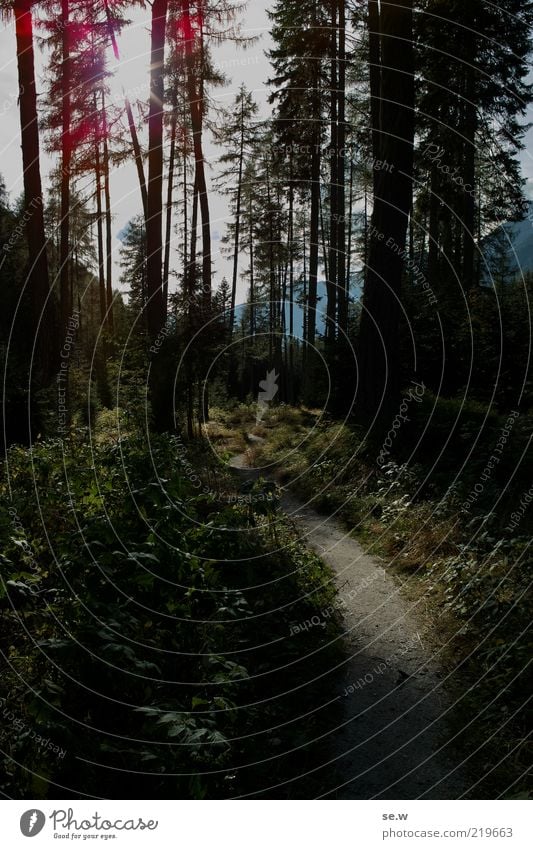 In the dark forest ... | Antholz [15] Sun Sunlight Summer Beautiful weather Forest Alps Mountain Antholzer valley South Tyrol Footpath Discover Glittering