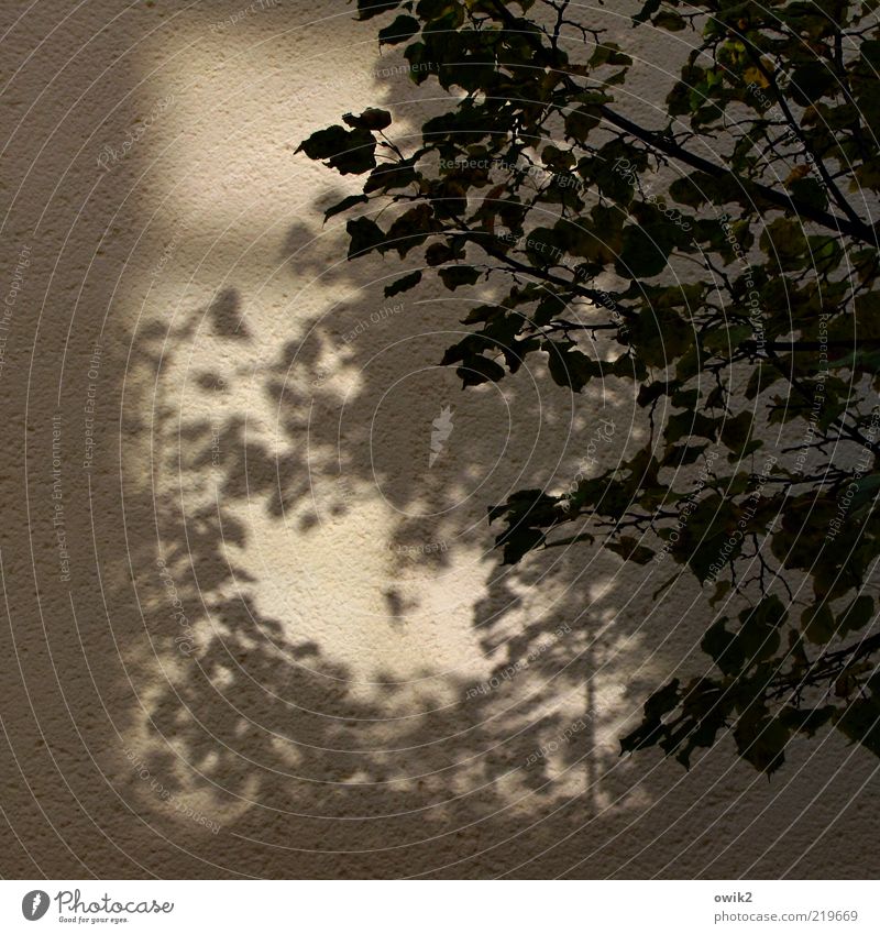 In the evening sun Plant Leaf Twigs and branches Wall (barrier) Wall (building) Facade Hang Brown Gray Black Transience Evening Colour photo Subdued colour