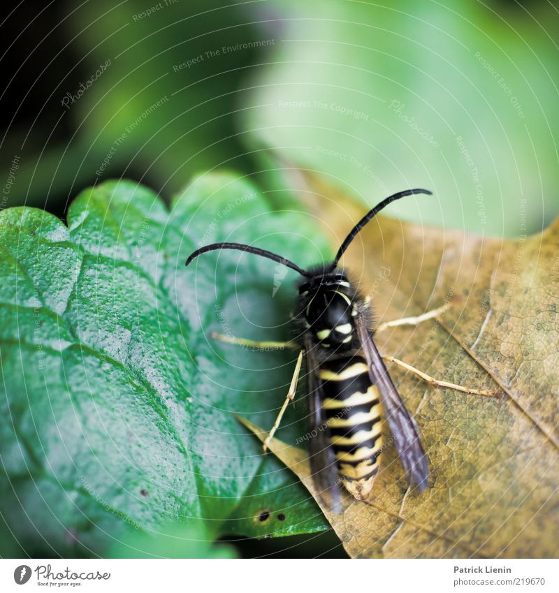 tired Environment Nature Plant Animal Leaf Wild animal Wing 1 Wet Natural Wasps Beautiful Colour photo Multicoloured Close-up Detail Macro (Extreme close-up)