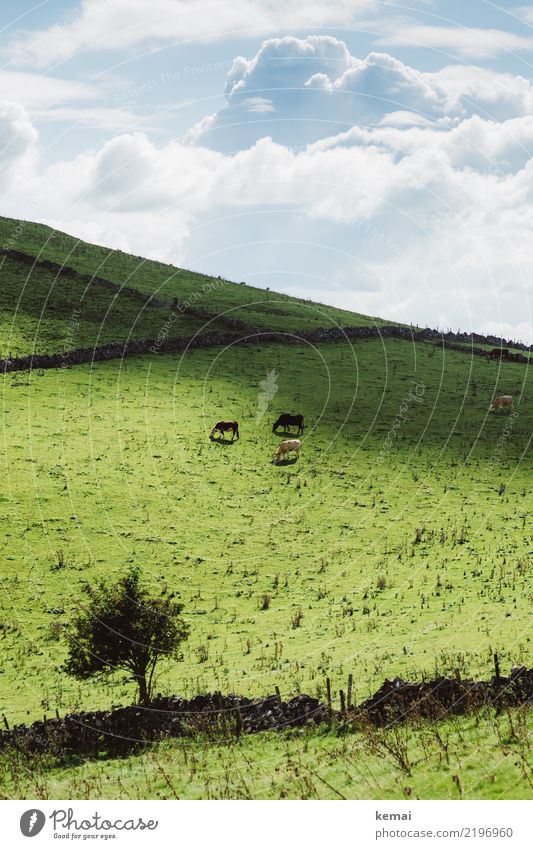 rural Well-being Contentment Senses Relaxation Calm Trip Far-off places Nature Landscape Sky Clouds Summer Beautiful weather Tree Field Hill Pasture England