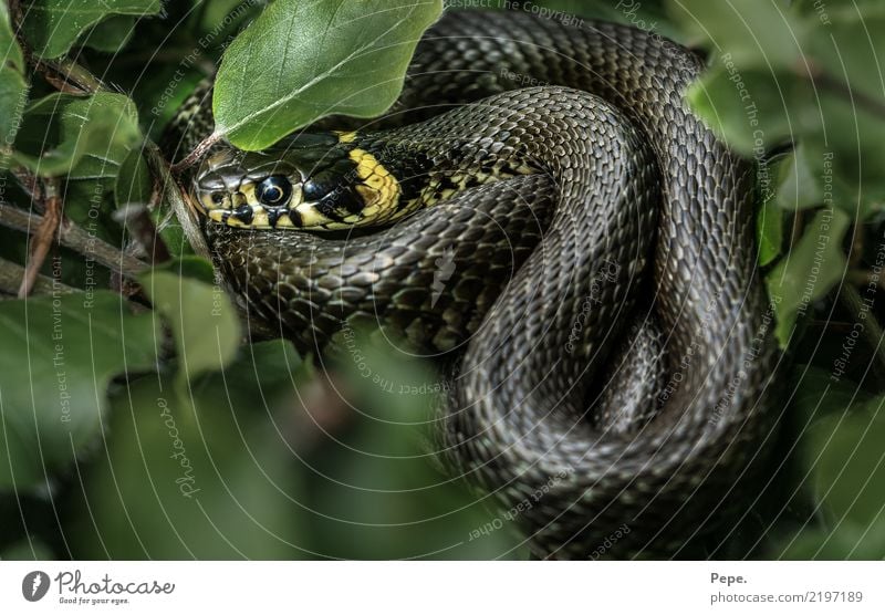 RINGEL snake Nature Bushes Wild animal Snake 1 Animal Cold Green Ring-snake Sunbathing Beech leaf Yellow Reptiles Colour photo Macro (Extreme close-up)