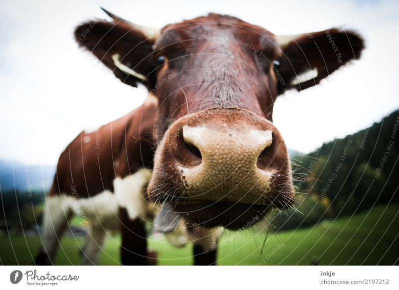 Luisa Trip Mountain Hiking Environment Nature Meadow Field Farm animal Cow Animal face 1 Looking Near Curiosity Emotions Interest Livestock breeding Pasture