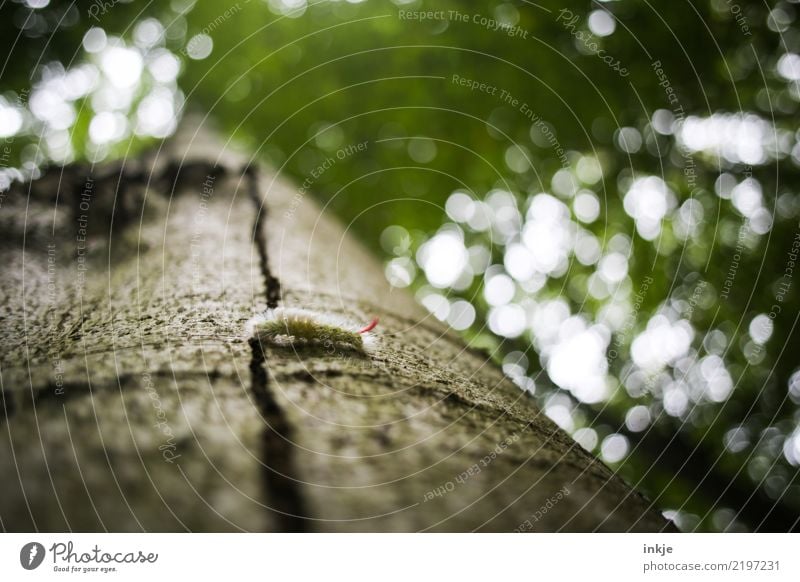 caterpillar Nature Tree trunk Tree bark Forest Wild animal Caterpillar 1 Animal Small Hair Crawl Blur Green Colour photo Exterior shot Close-up