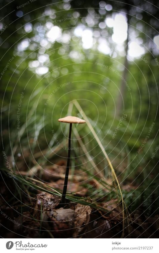 1 mushroom Nature Summer Autumn Mushroom Forest Woodground Thin Simple Inedible Individual Long Vignetting Colour photo Exterior shot Close-up