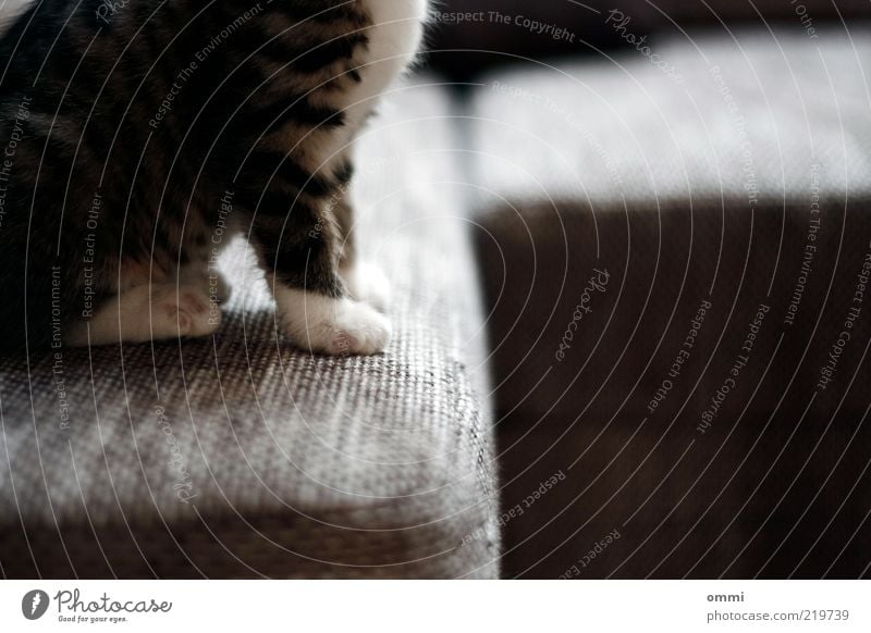 couch potato Animal Pet Cat Pelt Paw 1 Baby animal Sit Beautiful Cuddly Small Cute Gray White Love of animals Soft Sofa Colour photo Interior shot Close-up