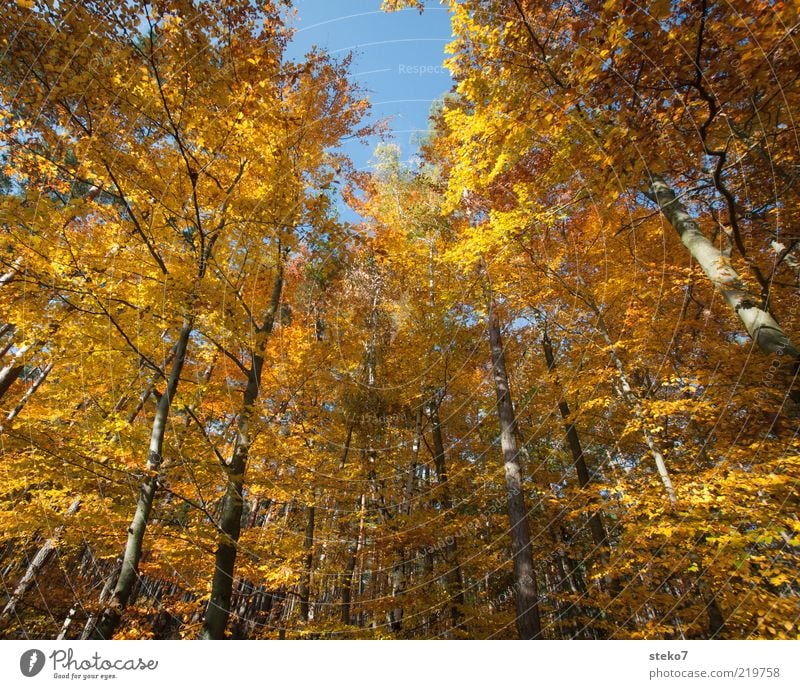 The Golden Age I Autumn Tree Forest Old Change Beech wood Bright Colours Brown Colour photo Exterior shot Deserted Wide angle Treetop Autumnal Autumnal colours