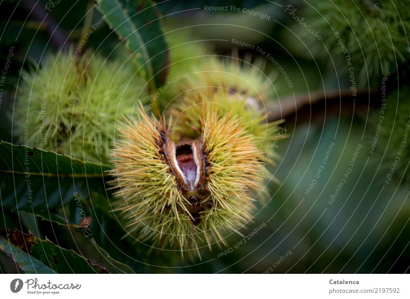 Chestnut, deep in the already burst spiny shell you can see the core Nutrition Vegetarian diet nourishing Healthy Eating Nature Plant Autumn Tree Leaf Cep