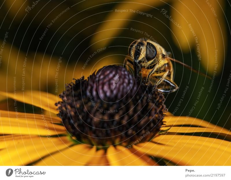 blossom Environment Nature Autumn Flower Blossom Animal Bee Wing Eating Feeding To enjoy Crawl Yellow Nectar Colour photo Macro (Extreme close-up) Day