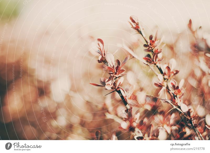 bush Nature Plant Summer Autumn Beautiful weather Bushes Leaf Warmth Colour photo Day Light Sunlight Shallow depth of field Deserted Copy Space left