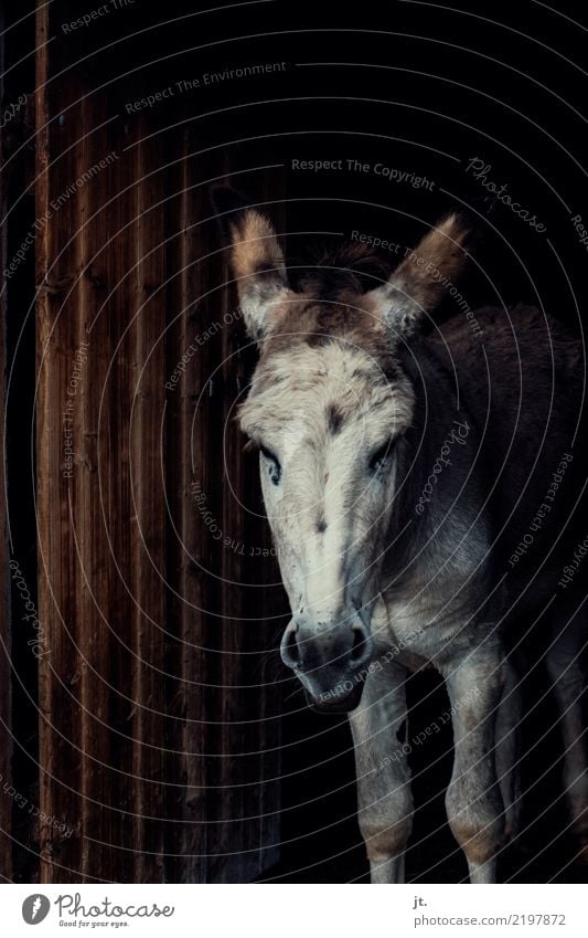 Donkey in the barn gate Nature 1 Animal Door Barn Wood Looking Dark Gloomy Brown White Earnest Obstinate Colour photo Exterior shot Long shot