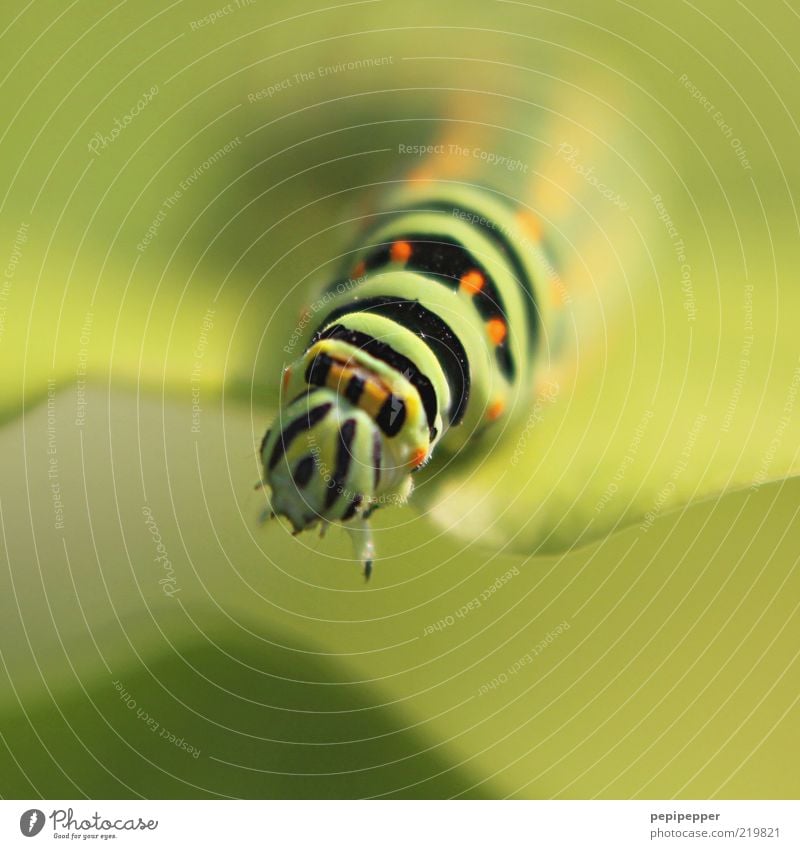 transition Nature Plant Summer Beautiful weather Leaf Foliage plant Wild animal Animal face 1 To feed Green Colour photo Multicoloured Exterior shot Close-up