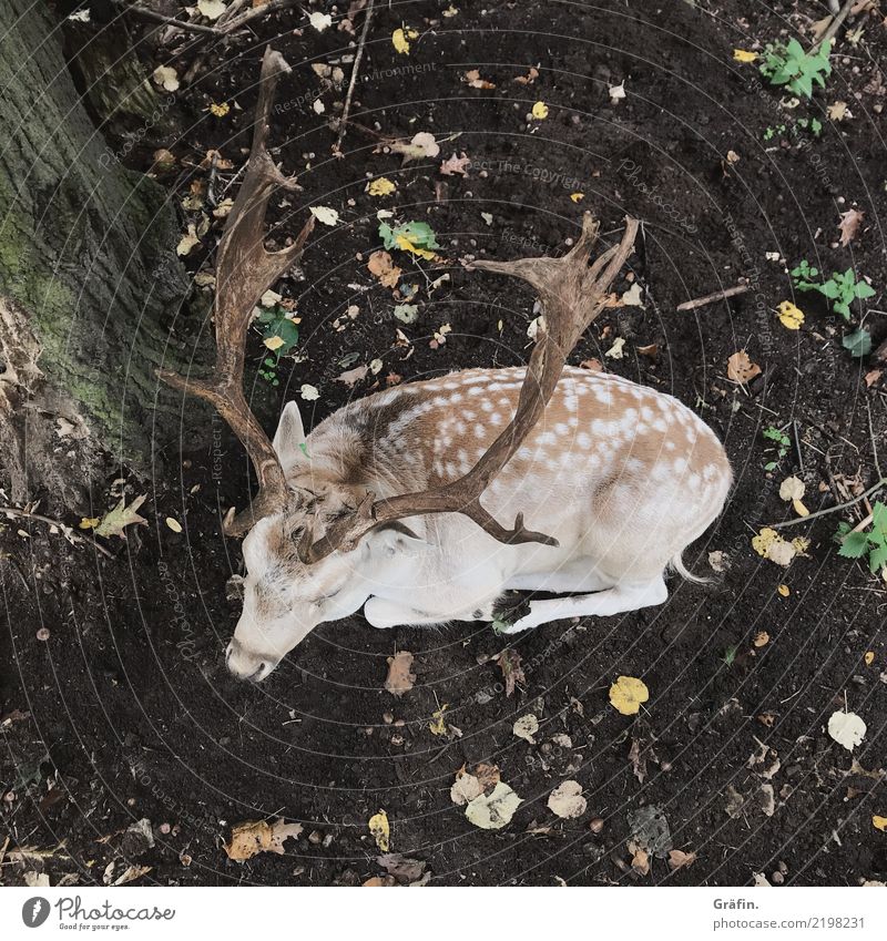 forest dwellers Environment Nature Autumn Forest Animal Wild animal Deer Fallow deer 1 Relaxation Lie Sleep Cute Brown Yellow Safety (feeling of) Serene Patient