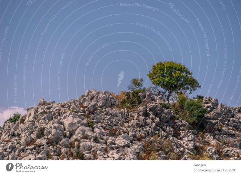 steadfast tree surrounded by rocks on the top of a mountain Nature Landscape Plant Earth Cloudless sky Summer Tree Bushes Wild plant Rock Mountain Corfu Stand