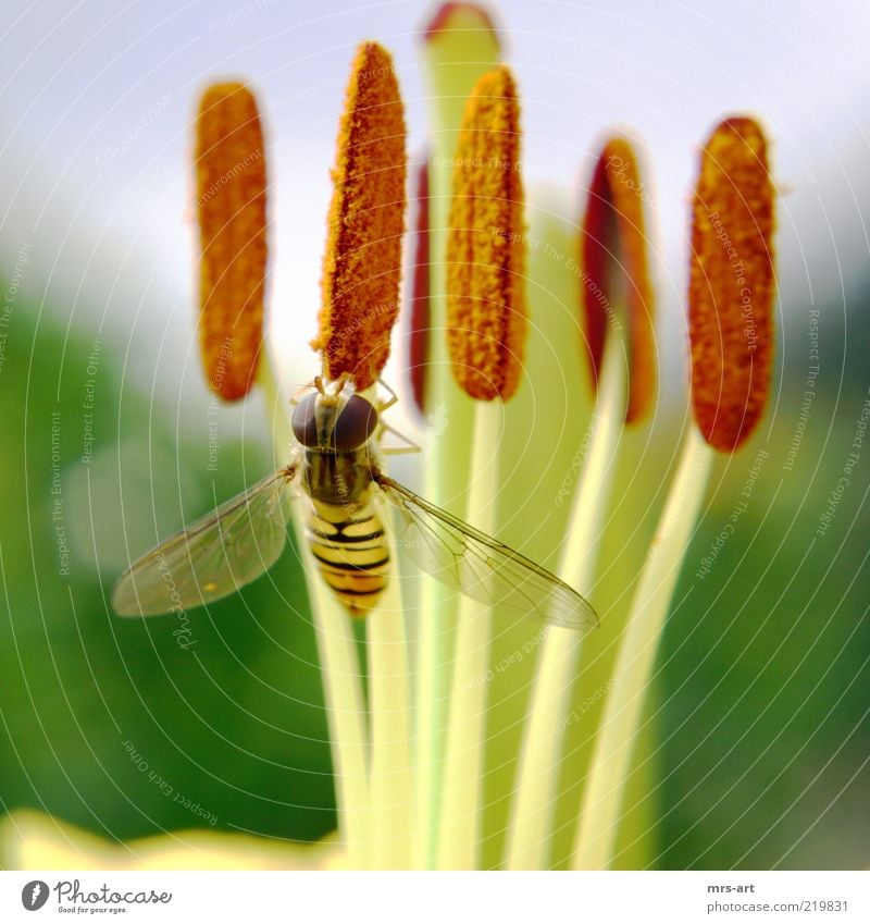 honeymouth Nature Plant Animal Spring Summer Leaf Blossom Foliage plant Fly 1 Colour photo Exterior shot Deserted Day Contrast Central perspective Looking