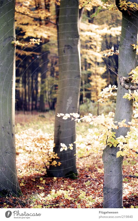 When Waldraut doesn't dare go into the forest Environment Nature Landscape Plant Earth Autumn Climate Climate change Weather Tree Forest Woodground Leaf