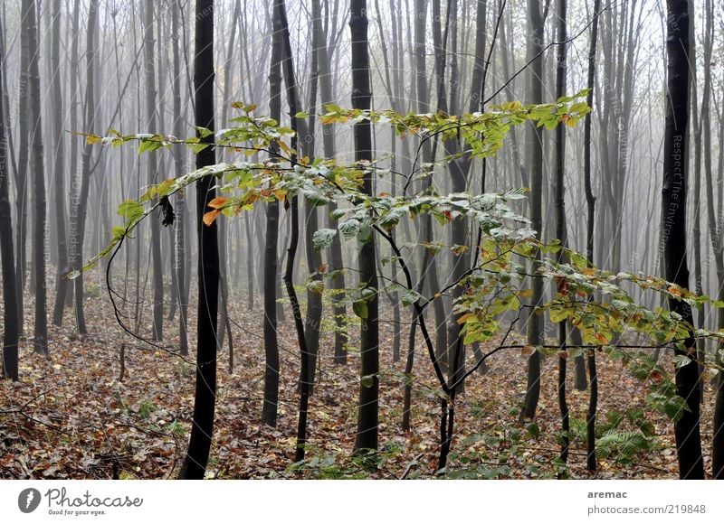 Grey mists are rolling Environment Nature Landscape Plant Autumn Bad weather Fog Rain Tree Leaf Forest Dark Calm Colour photo Subdued colour Exterior shot