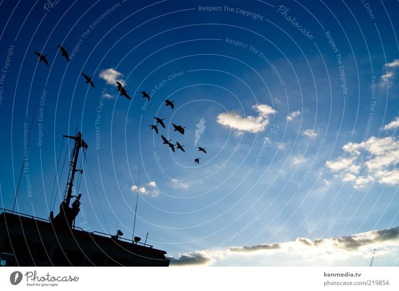 Together towards the sun Environment Nature Air Sky Clouds Horizon Sun Sunrise Sunset Summer Themse Navigation Container ship Animal Wild animal Bird Wing