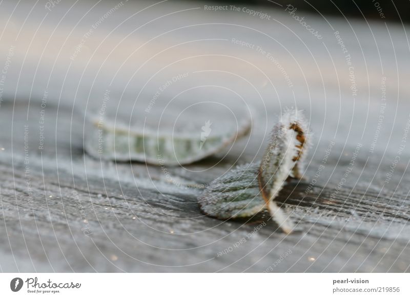 morning frost Nature Ice Frost Leaf Moody Colour photo Exterior shot Close-up Deserted Shallow depth of field Frozen Precipitation Rachis Wood Copy Space top