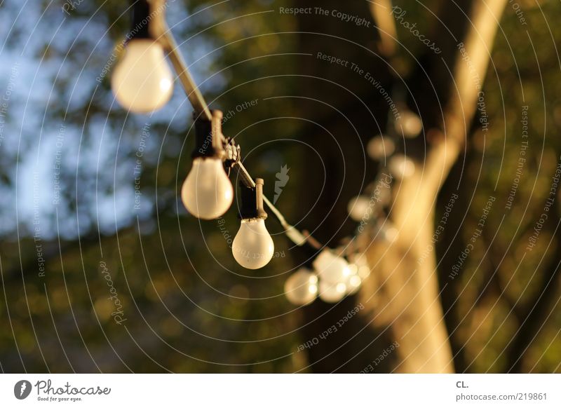 beer garden Nature Summer Autumn Beautiful weather Tree Feasts & Celebrations Friendliness Happiness Warmth Joy Anticipation Authentic Electric bulb Lighting