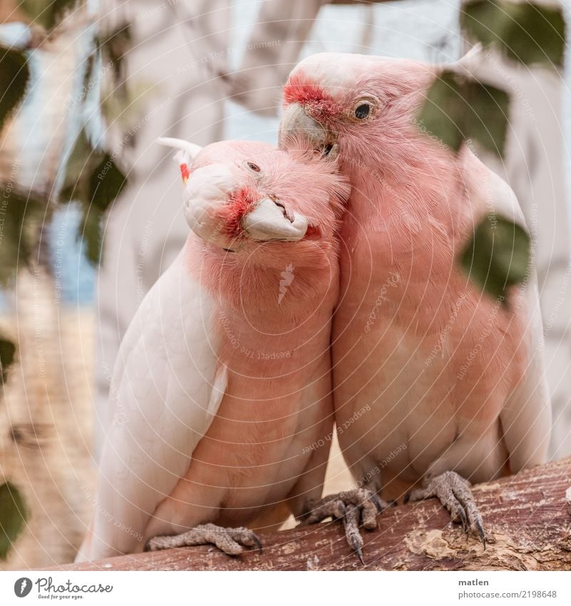 flirtation Animal Bird 2 Pair of animals Kissing Brown Green Pink Cockatoo Cuddling Lovers Caresses Allocate Nape Stroke Colour photo Exterior shot Deserted