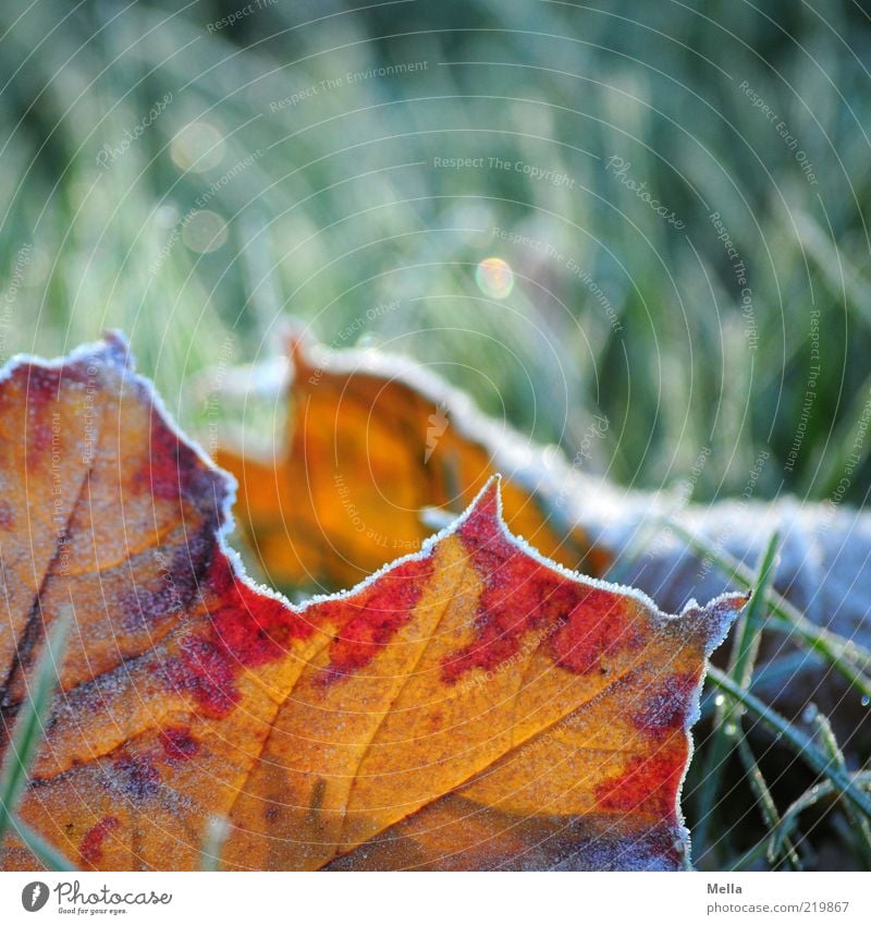 Partial Autumn Environment Nature Earth Winter Climate Climate change Ice Frost Plant Grass Leaf Meadow Freeze Lie Cold Natural Green Red Moody Decline