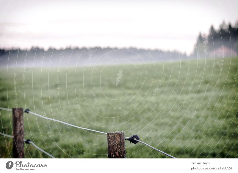 Trash! 2017. Fence in the morning. Environment Nature Landscape Meadow Forest Hill Pole Wire Wood Cold Green Morning fog Colour photo Exterior shot Deserted