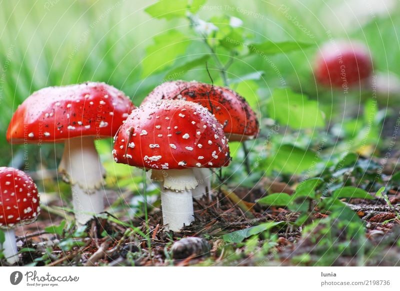 fly agarics Plant Earth Mushroom Amanita mushroom Colour Calm Poisonous plant Red Green Colour photo Exterior shot