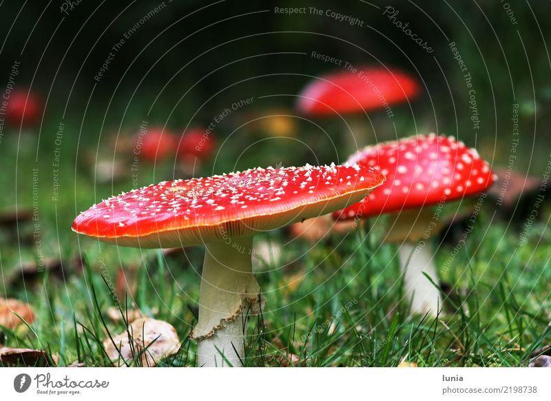 fly agarics Nature Autumn Plant Mushroom Amanita mushroom Beautiful Pride Colour photo Exterior shot Close-up Day Contrast Blur