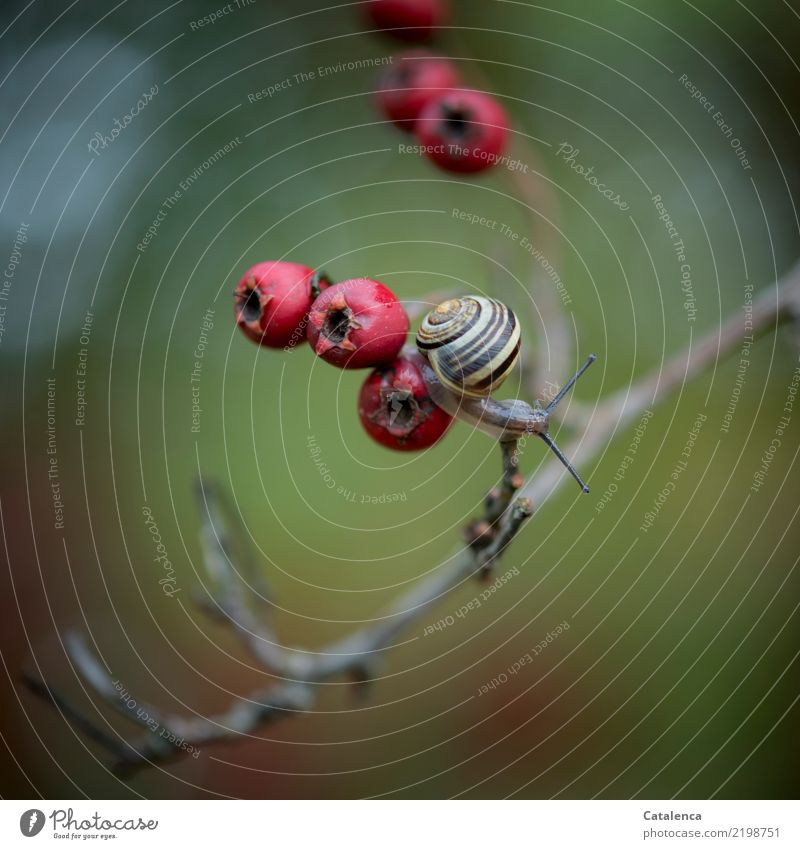 A small snail and the berries of hawthorn Nature Plant Animal Autumn Bushes Hawthorn hawthorn berry Hedge Garden Crumpet schnirkel snail 1 pretty Small Slimy