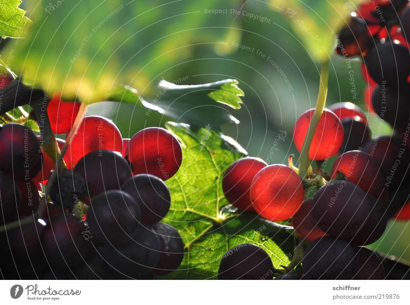 Pinot Noir on Stock I Agricultural crop Illuminate Delicious Vine Bunch of grapes Wine growing Vine leaf Grape harvest Lovely Nutrition To enjoy Close-up