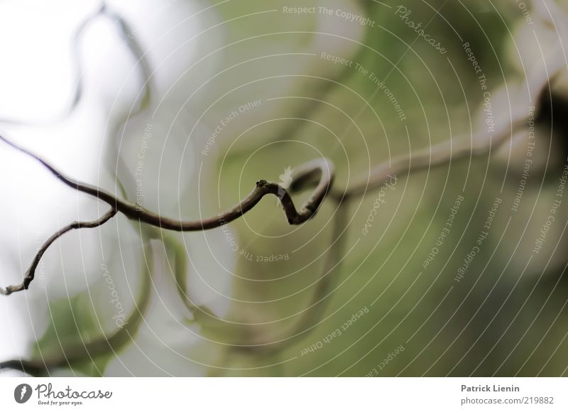 Blurred Environment Nature Plant Elements Air Sky Esthetic Dark Elegant Beautiful Dry Moody Branch Colour photo Subdued colour Close-up Detail Deserted Day