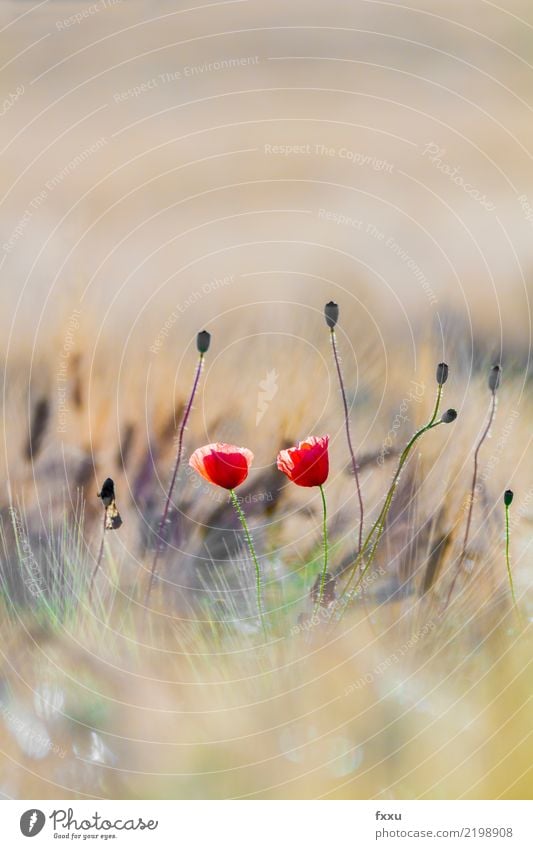 poppy Poppy Barley Field Red Grain Summer Card Congratulations Birthday Nature Poppy blossom Cornfield Flower Sun Back-light Plant Corn poppy Blossom