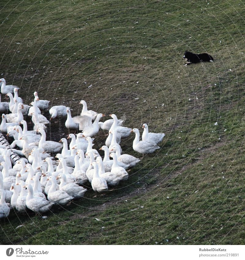 My neighbourhood Environment Nature Grass Meadow Animal Farm animal Dog Goose Group of animals Flock Observe Feeding Colour photo Subdued colour Exterior shot