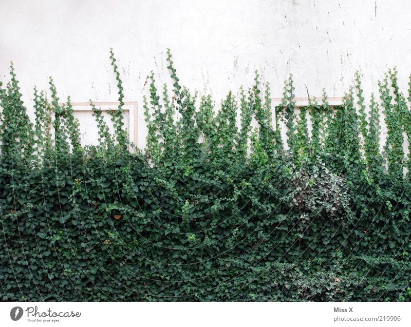 ivy wall Plant Bushes Ivy Leaf Wall (barrier) Wall (building) Growth Tendril Colour photo Exterior shot Deserted Copy Space top Copy Space bottom