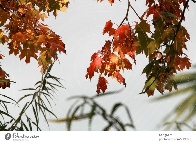 Autumn Nature Sky Bushes Leaf Wood Beautiful Brown Multicoloured Yellow Gold Green Red Moody Twigs and branches Autumnal colours Autumn leaves Maple tree