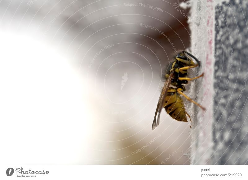 common wasp Animal Animal face Wing 1 Yellow Gray Black Colour photo Exterior shot Deserted Copy Space left Copy Space top Copy Space bottom Day