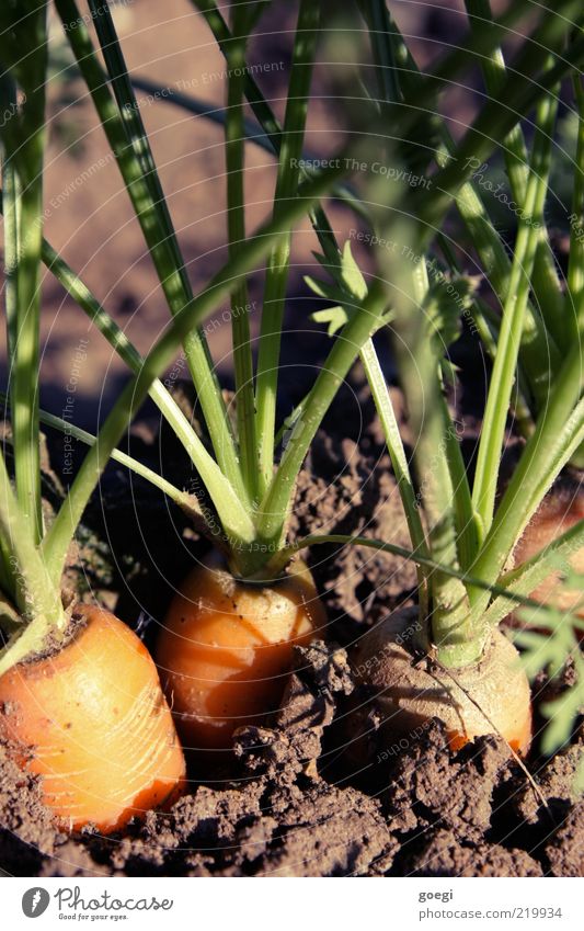 what's up doc? I Food Vegetable Organic produce Vegetarian diet Environment Nature Plant Earth Agricultural crop Carrot Field Fresh Healthy Good Delicious