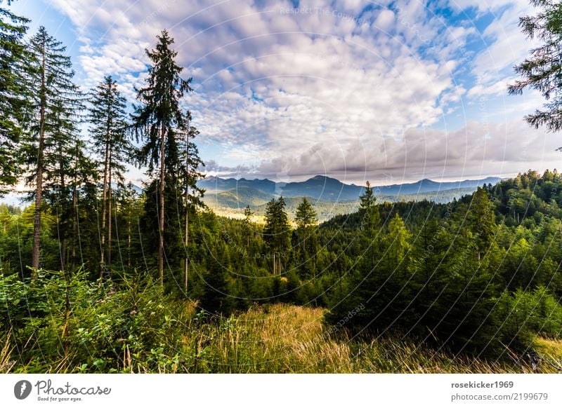 alpine panorama Relaxation Calm Vacation & Travel Trip Far-off places Freedom Hiking Nature Landscape Clouds Beautiful weather Forest Alps Mountain Deserted