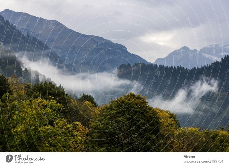 Autumn Hiking I Trip Mountain Landscape Clouds Fog Forest Alps Forest of Bregenz Peak Dark Tall Natural Above Gloomy Blue Green Calm Loneliness Eternity