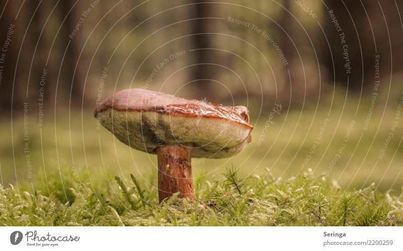 Single Nature Plant Animal Autumn Grass Moss Fern Park Forest Growth Cep brown cap Mushroom Mushroom cap Mushroom picker Mushroom soup mushroom slats Eating