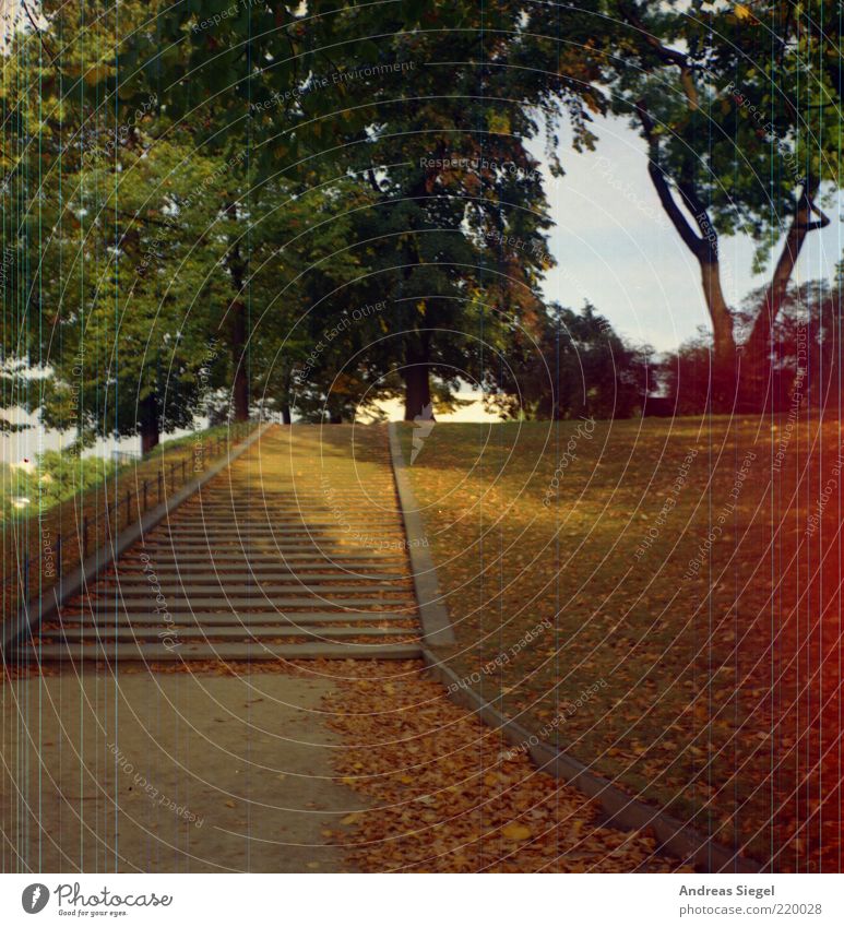 Brühl's Terrace Staircase Nature Landscape Sunlight Autumn Tree Leaf Park Meadow Dresden Old town Deserted Stairs Brühlsche Terrasse Line Stripe Authentic