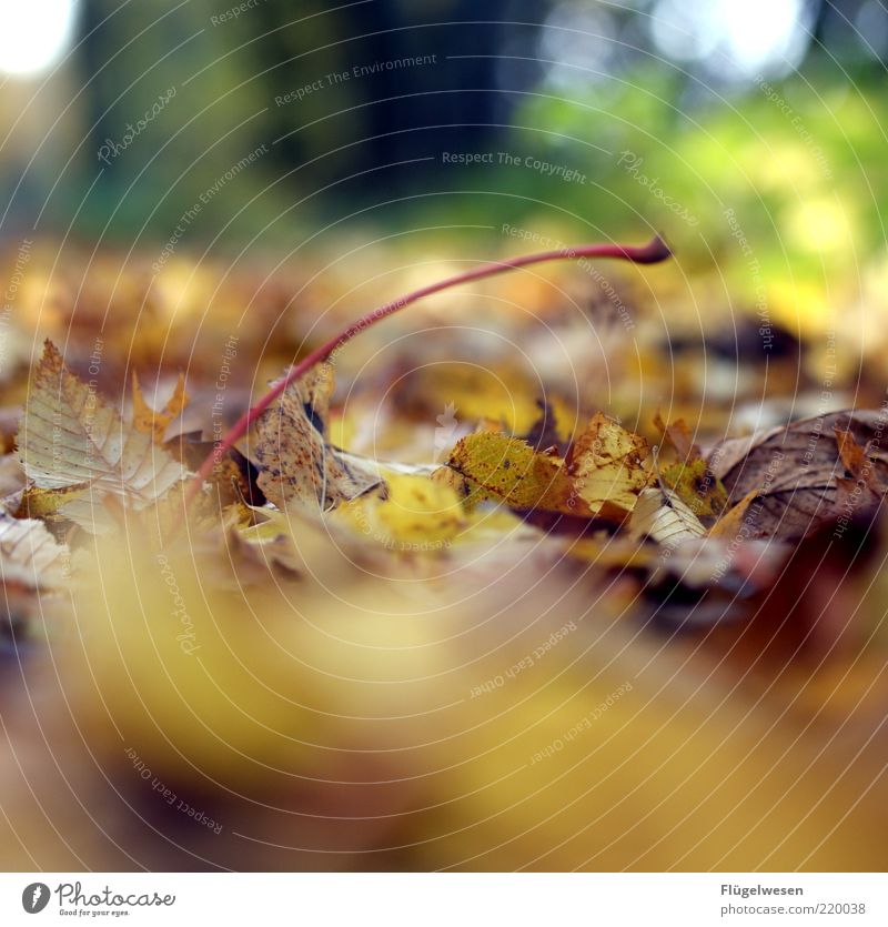 Not another autumn picture ;-( Environment Nature Landscape Plant Autumn Climate Climate change Bad weather Storm Rain Leaf Foliage plant Woodground