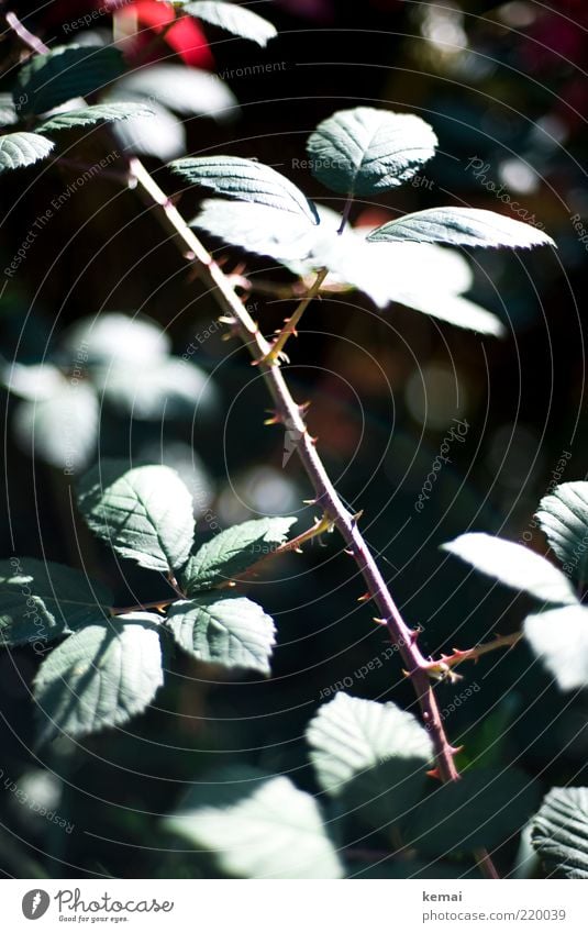 rose thorns Environment Nature Plant Sunlight Summer Autumn Beautiful weather Flower Rose Leaf Wild plant Thorn Illuminate Growth Point Thorny Green