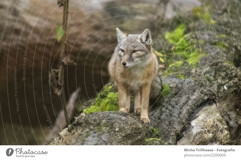 Little Steppe Fox Environment Nature Animal Sun Sunlight Weather Beautiful weather Plant Tree Moss Wild animal Animal face Pelt Claw Paw steppe fox 1 Observe