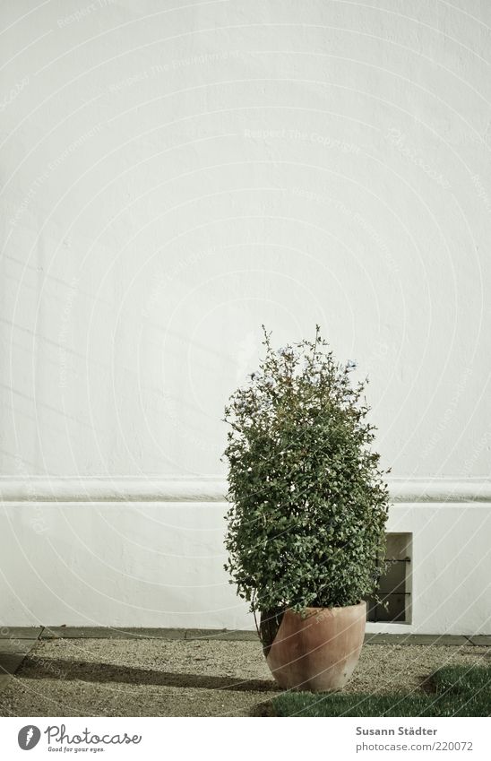 shadow Bushes Garden Dry Box tree Reflection Wall (building) Gravel Gravel path Cellar window Flowerpot Meadow Canton Subdued colour Exterior shot