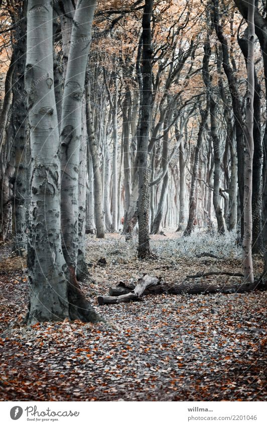 Autumnal forest with beech trees in the ghost forest Tree Beech tree Forest Nature reserve coastal forest Ghost forest Nienhagen Mecklenburg-Western Pomerania