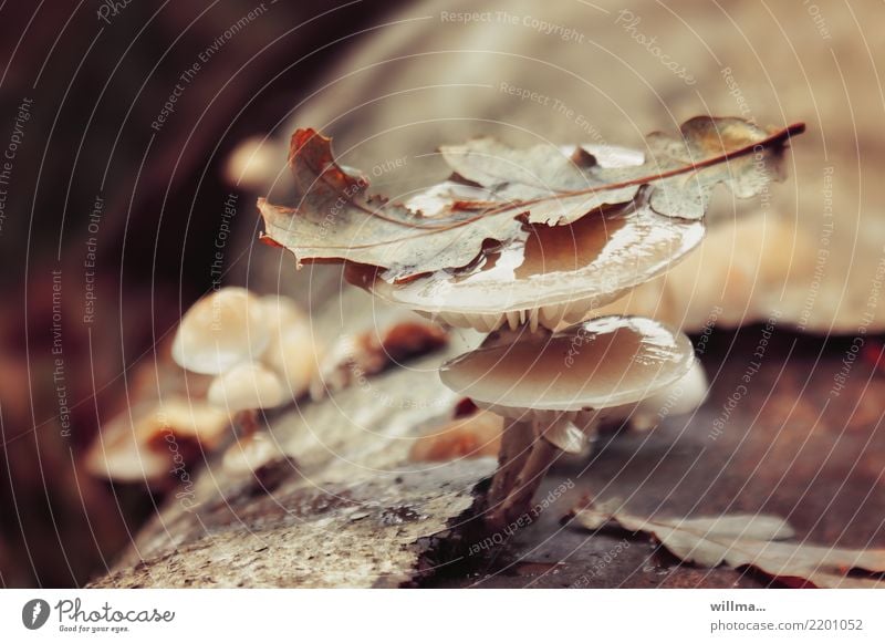 A withered leaf lies on a tree mushroom mushrooms Tree fungus Autumn Leaf Mushroom Tree bark Wet naturally Brown Autumnal Bilmpauze Oak leaf Glittering