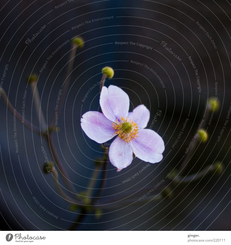 towards the light Environment Nature Plant Flower Blossom Bud Stalk Esthetic Fragrance Dark Bright Beautiful Cold Natural Blossom leave Pink Gray-blue Progress