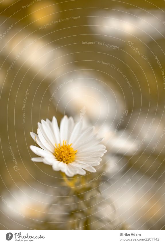 White autumn aster Nature Plant Autumn Flower Blossom Aster Garden Park Blossoming Simple Edgewise petals bokeh Delicate Autumnal Colour photo Subdued colour