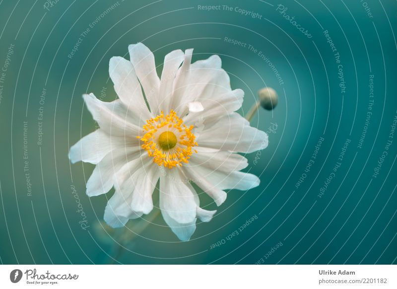 white anemone Wellness Life Harmonious Contentment Relaxation Calm Meditation Wallpaper Nature Plant Summer Autumn Flower Blossom Anemone